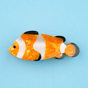 Hair Claw (Clownfish)